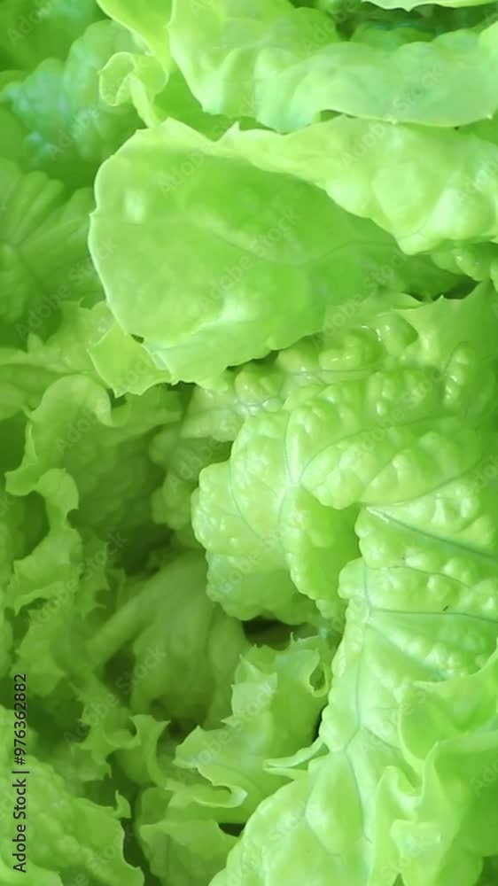 Batavia green lettuce salad head top view rotating vertical video. Leafy vegetable. French crisp. Batavia green lettuce salad head top view rotating vertical video. Leafy vegetable. French crisp.