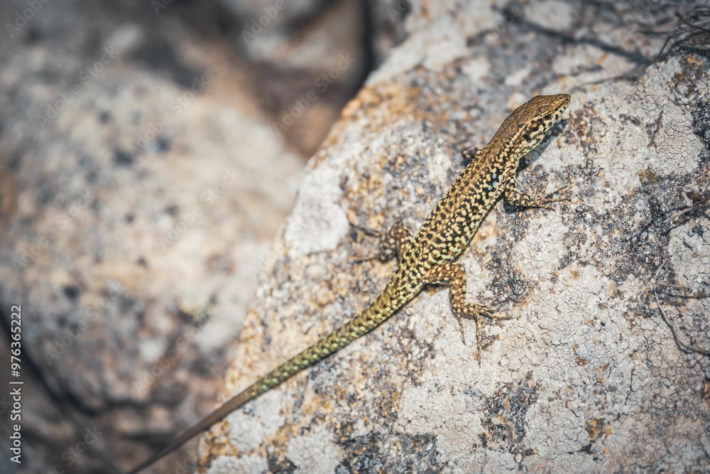 Lizard on rocky surface in natural habitat Lizard on rocky surface in natural habitat