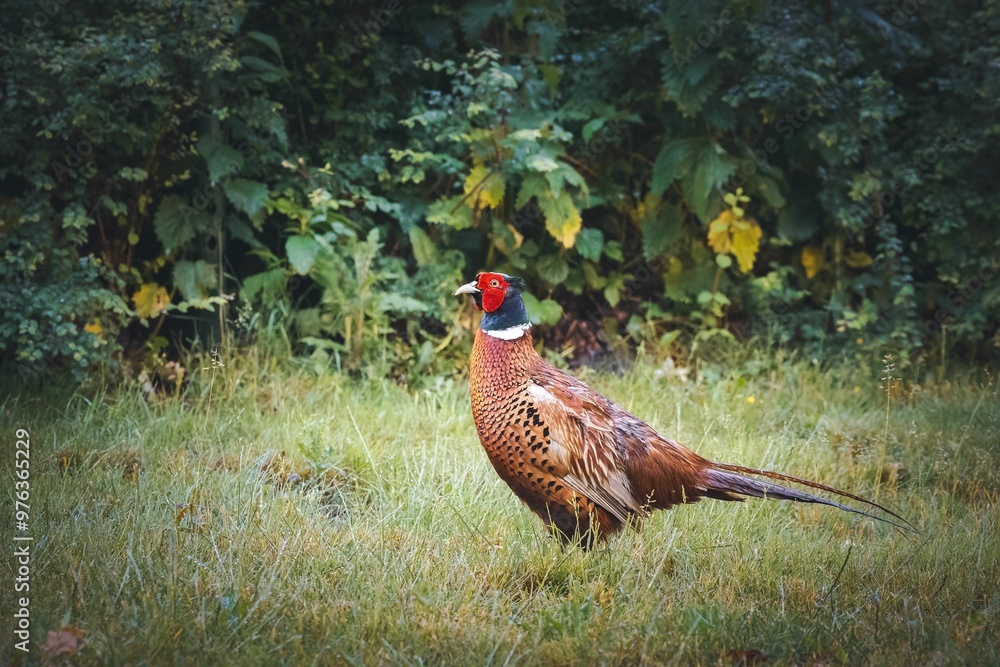 Fototapeta premium Male pheasant in lush greenery