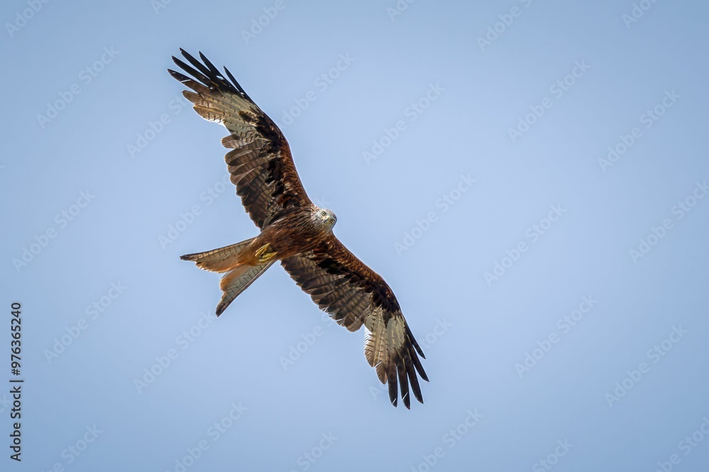 Majestic bird of prey soaring in clear blue sky Majestic bird of prey soaring in clear blue sky