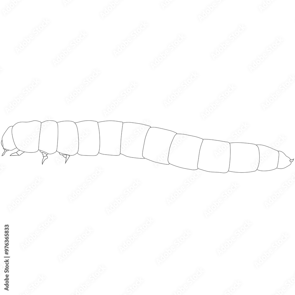 Mealworms, Tenebrio molitor realistic contour lines, opacus outline lines drawn Mealworms, Tenebrio molitor realistic contour lines, opacus outline lines drawn