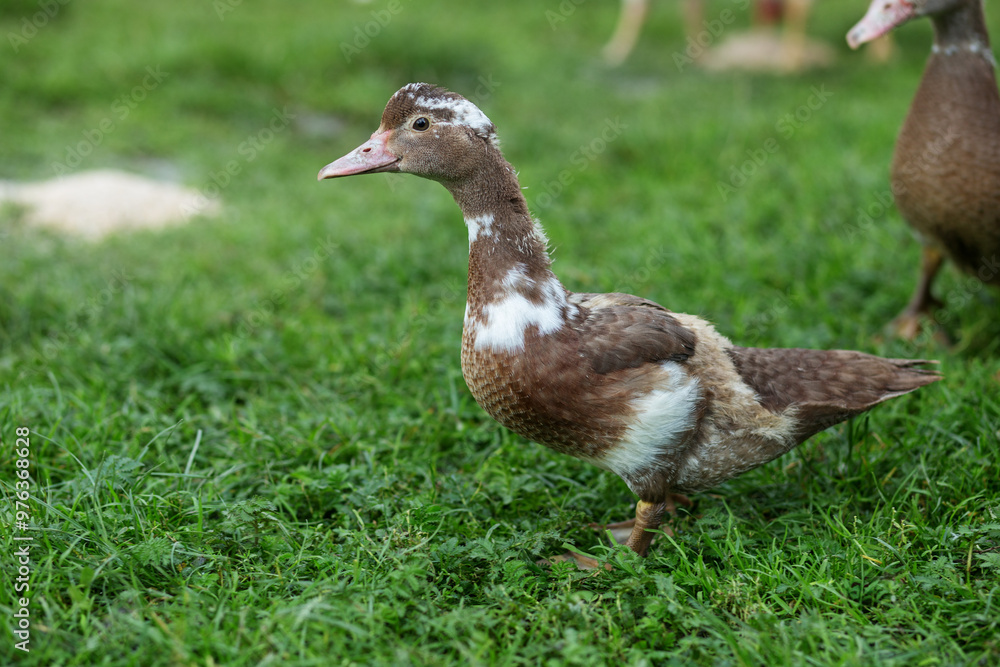Brown and White Duckling on Green Grass. Farming. Brown and White Duckling on Green Grass. Farming.