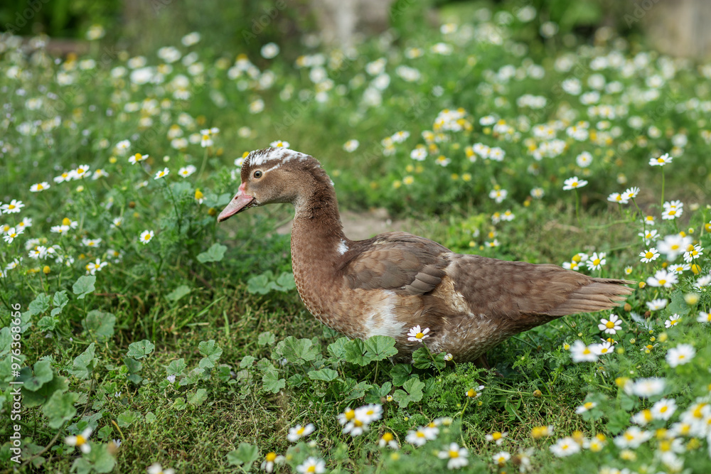 Farming. Brown Duckling in Field of Wildflowers.