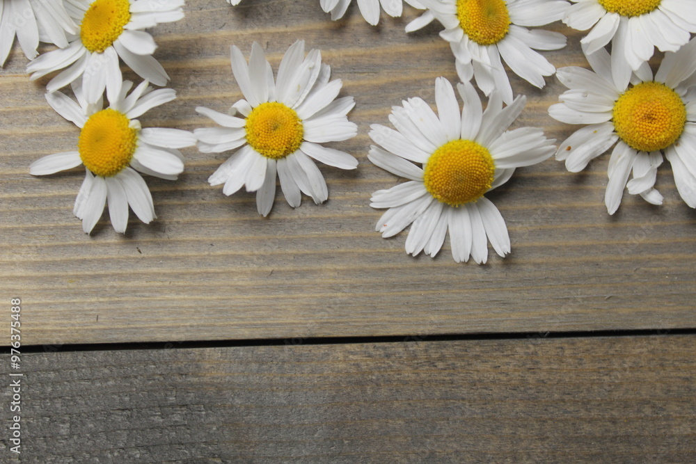Obraz premium Chamomile flower on wooden grey copyspace background