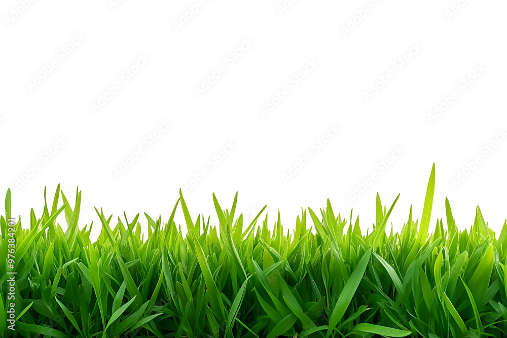 Fototapeta premium Green grass set on transparent background