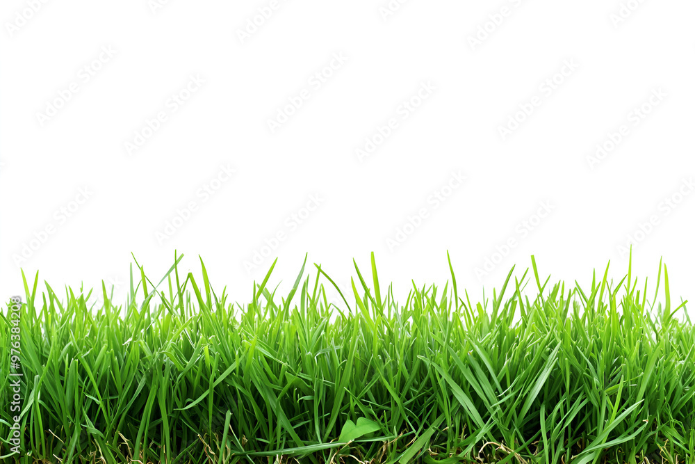 Fototapeta premium Green grass set on transparent background