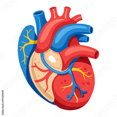 Anatomical Heart Muscular Organ, Isolated on white background 