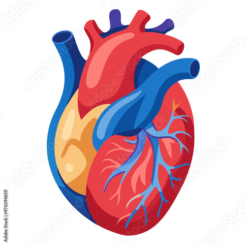 Anatomical Heart Muscular Organ, Isolated on white background 