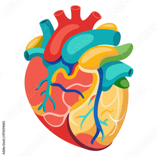 Anatomical Heart Muscular Organ, Isolated on white background 