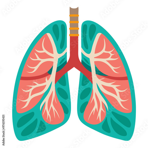 Lungs, anatomical organ isolated on white background