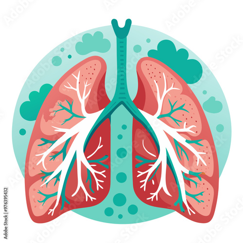 Lungs, anatomical organ isolated on white background