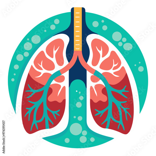 Lungs, anatomical organ isolated on white background
