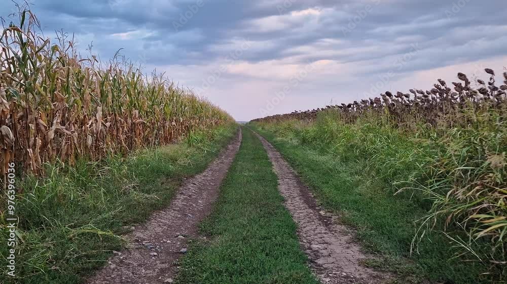 Country road across a ripe sunflower and corn crop fields. Autumn agriculture harvest panoramic view Country road across a ripe sunflower and corn crop fields. Autumn agriculture harvest panoramic view