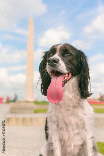 beautiful springer spaniel with tongue out in washington dc playing tourist on summer day - adorable happy dog with washington monument in background