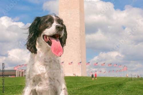 beautiful springer spaniel with tongue out in washington dc playing tourist on summer day - gorgeous dog with long ears blowing in the wind with Washington Monument and American flags in the backgroun