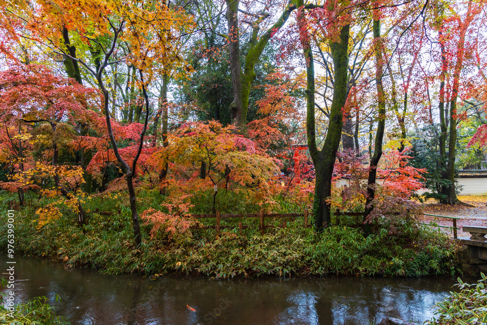 Fototapeta premium 日本の風景・秋 雨の京都 紅葉の糺の森