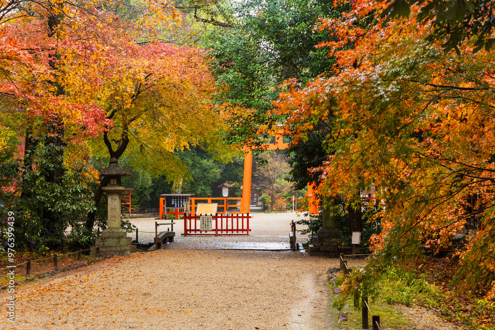 Obraz premium 日本の風景・秋 雨の京都 紅葉の糺の森