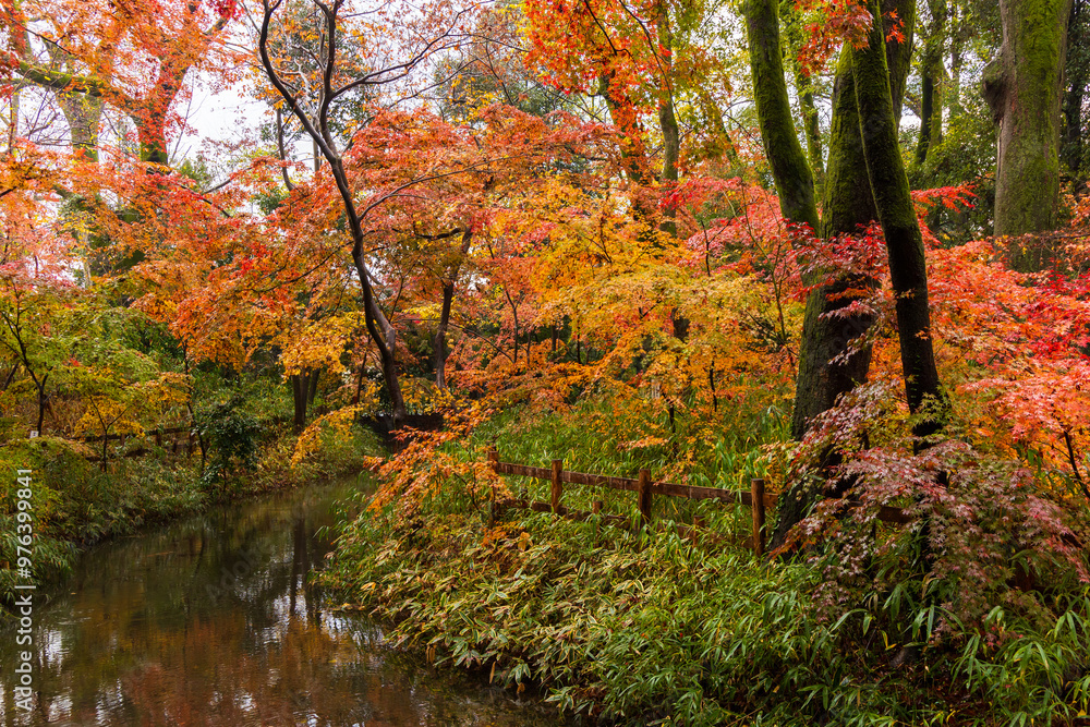 日本の風景・秋　雨の京都　紅葉の糺の森
