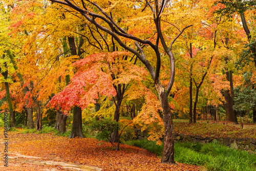 日本の風景・秋　雨の京都　紅葉の糺の森