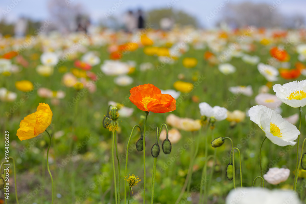 Beautiful poppy flower garden. The Expo 70 Commemorative Park, Osaka, Japan Beautiful poppy flower garden. The Expo 70 Commemorative Park, Osaka, Japan