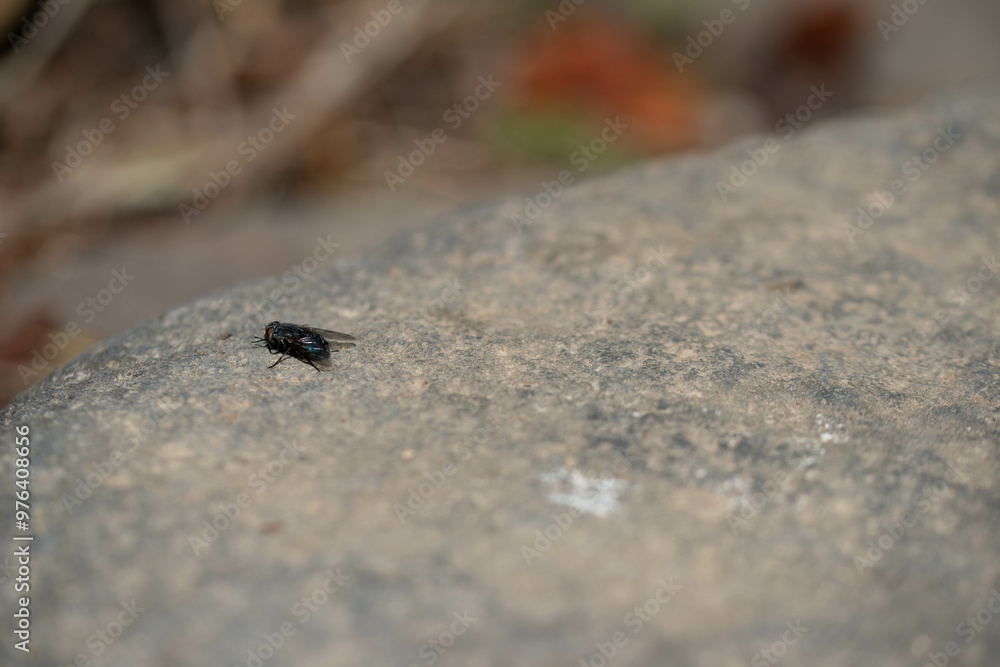 Fototapeta premium 蝿