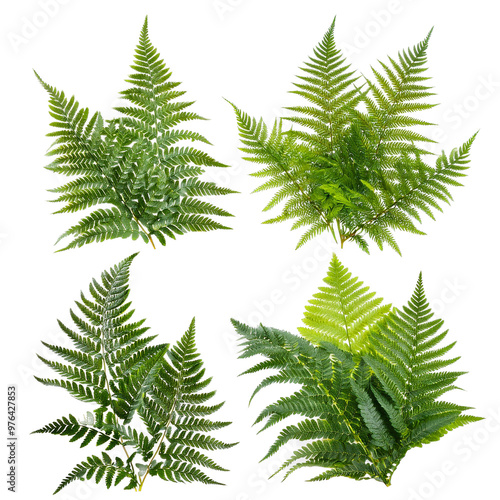 fern leaves isolated on white background photo