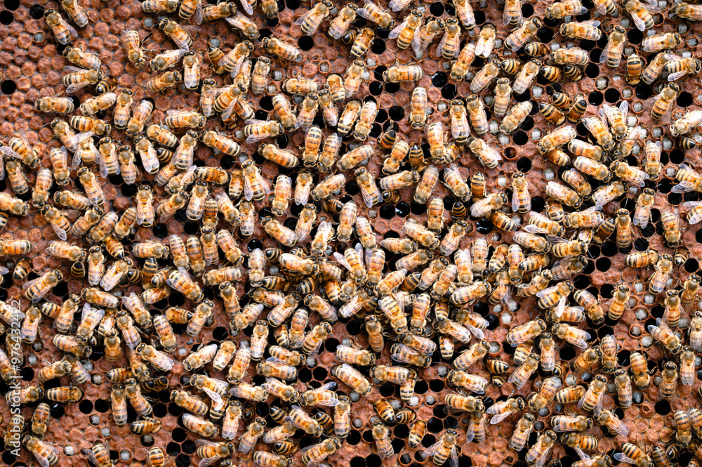 Honey bees on a frame of brood showing uncapping behavior Honey bees on a frame of brood showing uncapping behavior