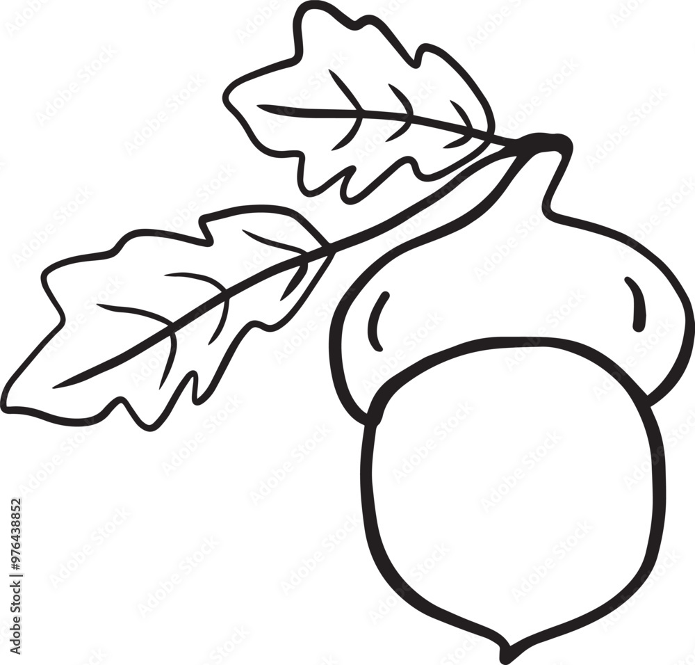 autumn acorns black and white Botanical drawing