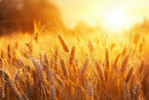 Golden Wheat Stalks Basking in Warm Sunset Light