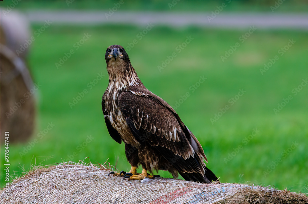 Immature bald eagle (Haliaeetus leucocephalus) perched on a round bale in a hay field looking at camera during summer in Wisconsin.
Immature bald eagle (Haliaeetus leucocephalus) perched on a round bale in a hay field looking at camera during summer in Wisconsin.