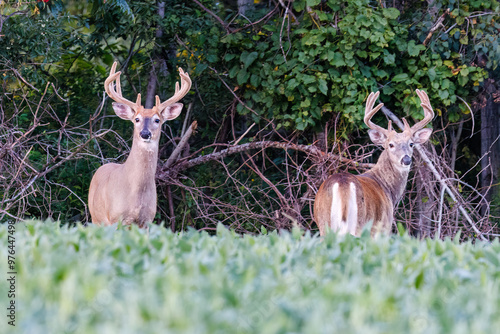 Two Whitetail buck deer (Odocoileus virginianus) with velvet antlers standing on the edge of a forest and soybean field during late summer in Wisconsin
