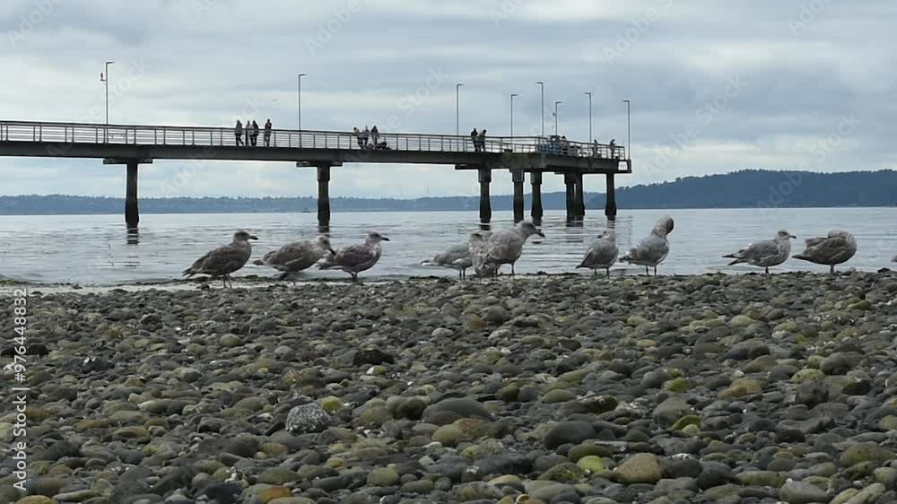 Flock of seagulls in front of the fishermen's terminal Flock of seagulls in front of the fishermen's terminal