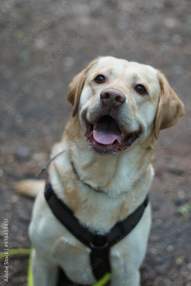 Labrador Labrador