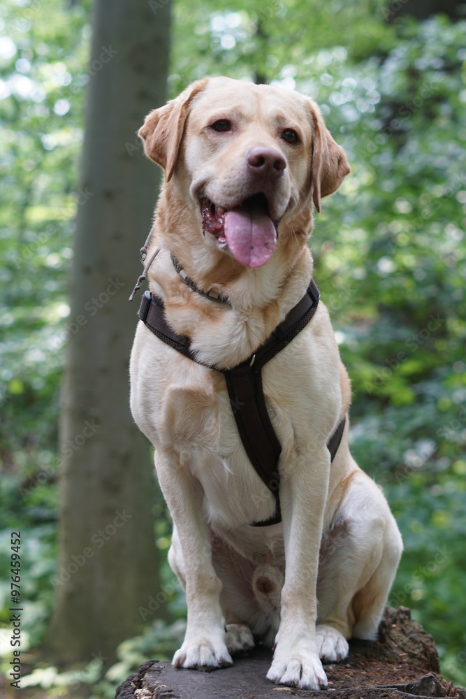 Labrador Labrador