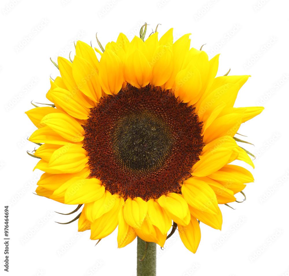 One beautiful sunflower with bright petals isolated on white One beautiful sunflower with bright petals isolated on white