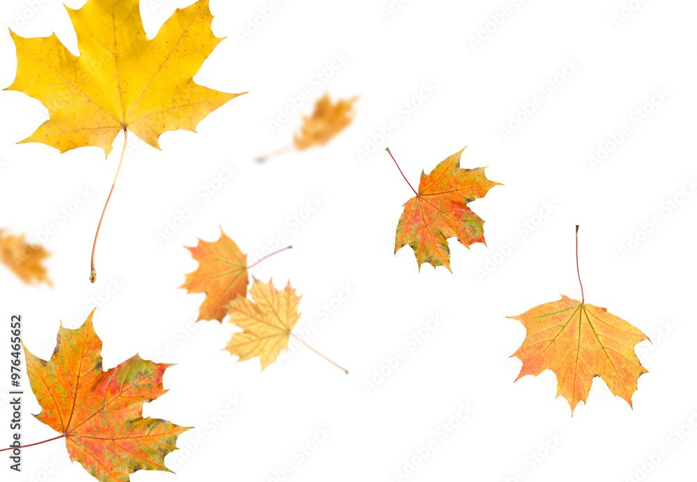 Golden autumn leaves falling on white background Golden autumn leaves falling on white background