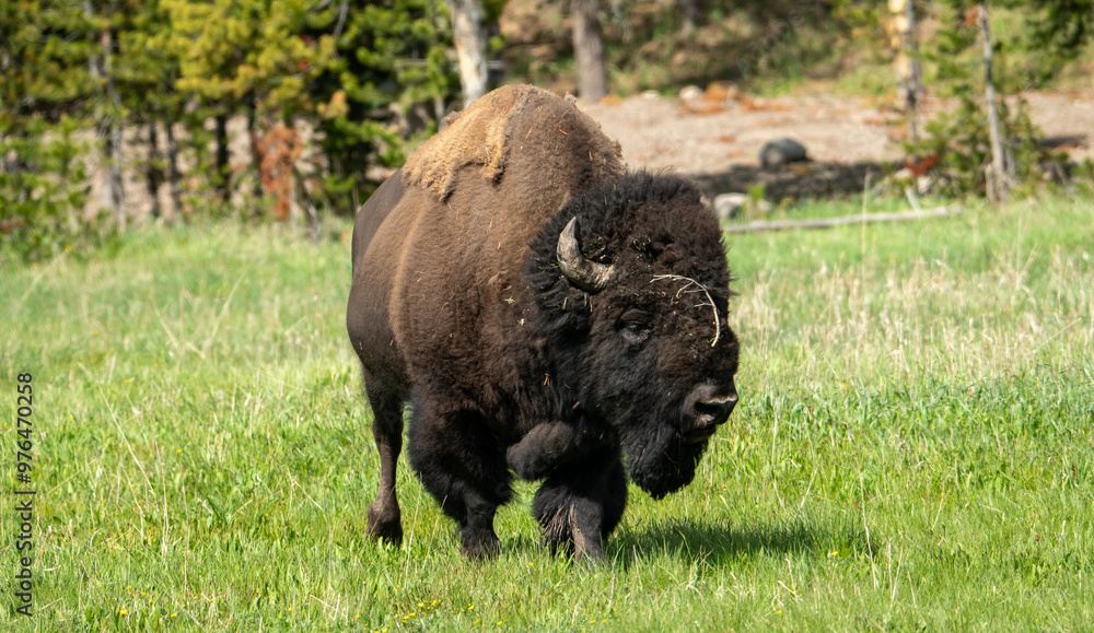 American bison in Yellowstone national park American bison in Yellowstone national park