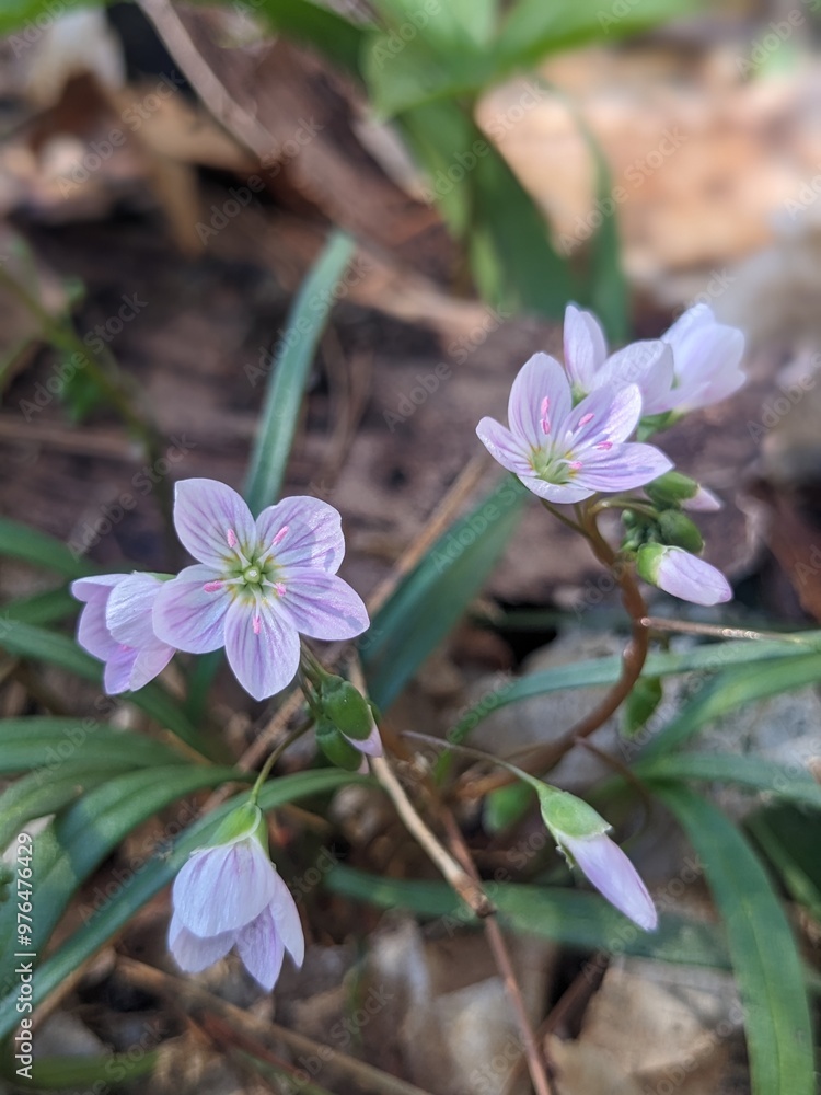 Spring Beauty Spring Beauty