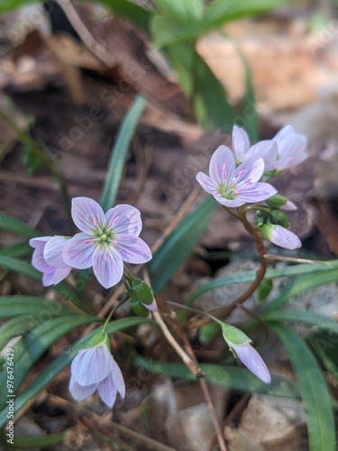 Spring Beauty photo