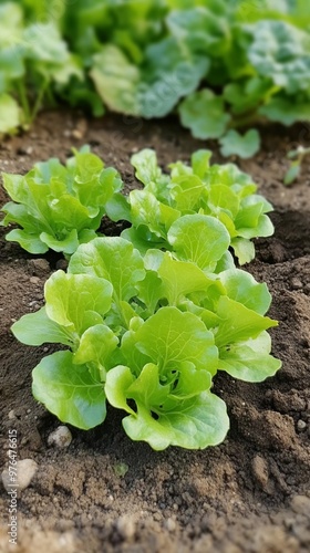 Fresh green lettuce seedlings growing in rich soil, showcasing vibrant leaves and promising a bountiful harvest in a well-tended vegetable garden.