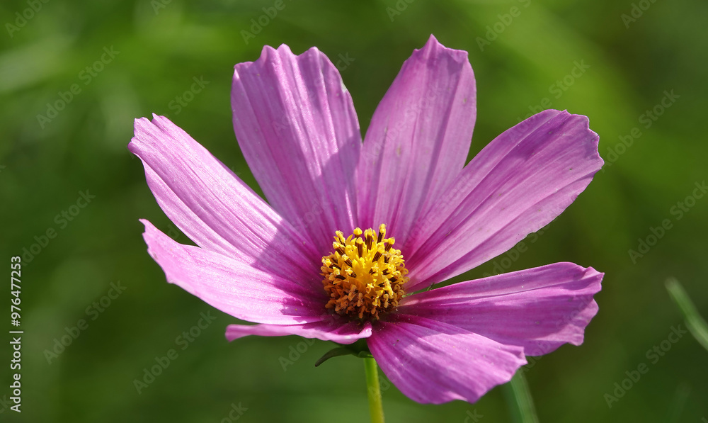 Cosmos bipinnatum – flower of the plant Cosmos bipinnatum – flower of the plant
