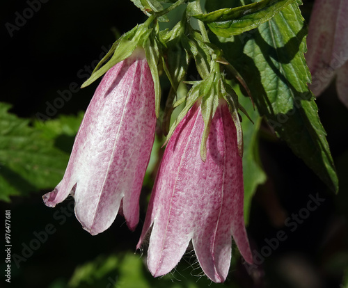 Bellflower Cherry Bells dotted - plant flower photo