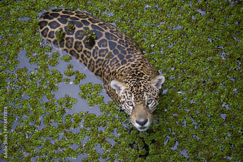 Photography Panthera onca _ onça-pintada _ jaguar