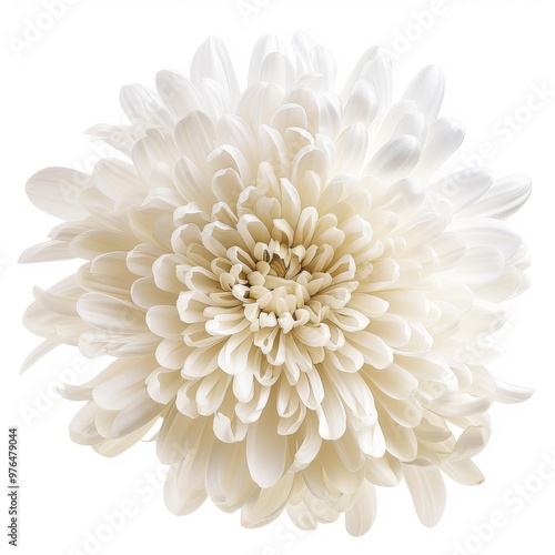 white chrysanthemum flower in full bloom