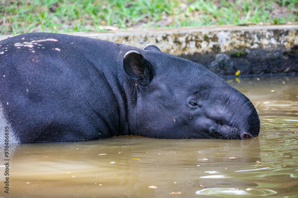 a Malayan tapir rests in the pond.
It is the largest of the five species of tapir and the only one native to Asia.
The Malayan tapir has rather poor eyesight, but excellent hearing and sense of smell a Malayan tapir rests in the pond.
It is the largest of the five species of tapir and the only one native to Asia.
The Malayan tapir has rather poor eyesight, but excellent hearing and sense of smell