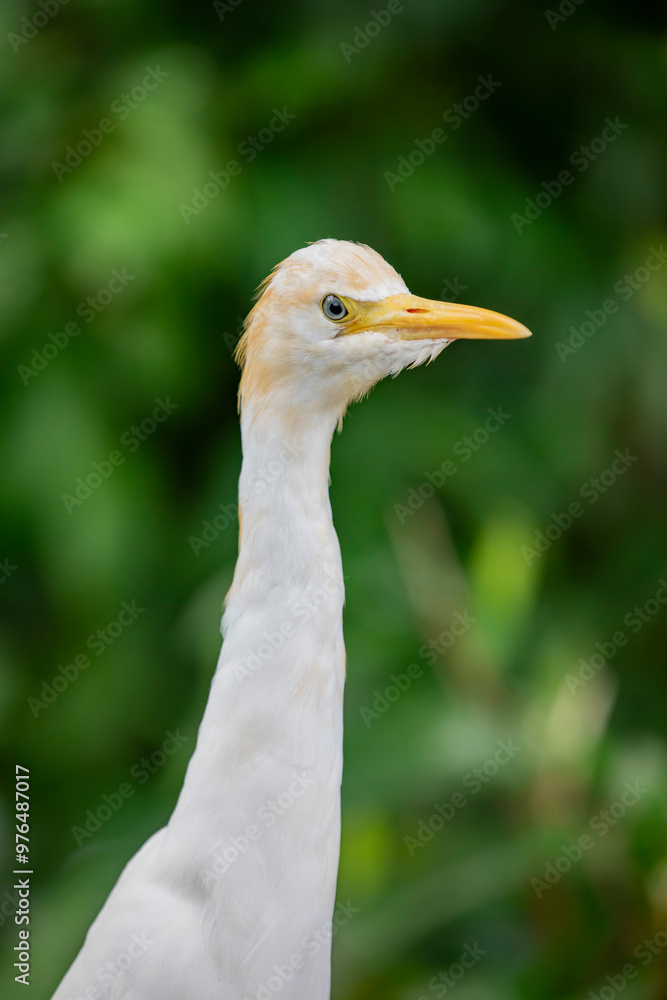 Fototapeta premium The closeup image of cattle egret (Bubulcus ibis) . It is a cosmopolitan species of heron found in the tropics, subtropics, and warm-temperate zones. 