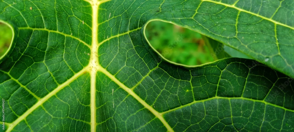 green leaf texture green leaf texture