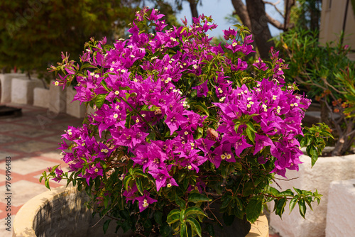Wallpaper Mural A lush bougainvillea plant bursting with vibrant purple flowers, set in a garden environment with a soft background, showcasing the beauty of tropical flora Torontodigital.ca