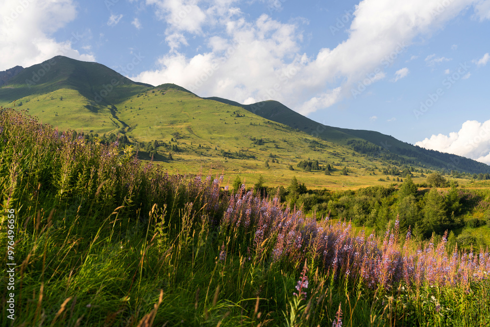 Fototapeta premium Scenic alpine meadow with vibrant wildflowers, rugged mountains under blue sky with fluffy clouds. Tonale Pass, Italy. Summer landscape. Dolomite Alps. Mountain landscape panorama, greenery scene