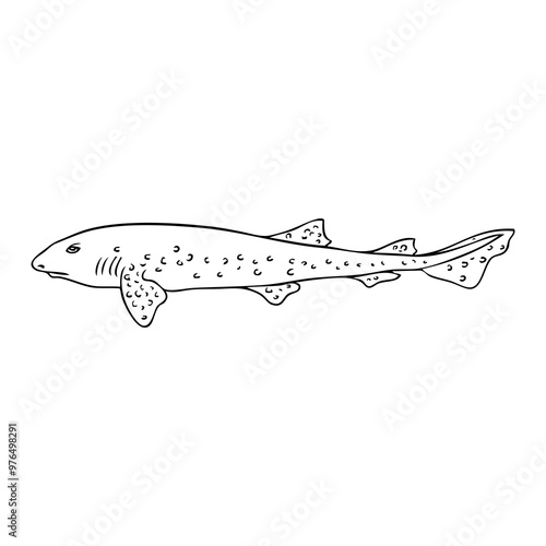 dogfish line vector illustration